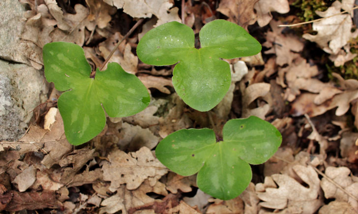 Hepatica nobilis (crédit: Toulourenc Horizon) Hepatica nobilis (crédit: Toulourenc Horizon)