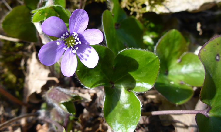 Hepatica nobilis (crédit: Toulourenc Horizon) Hepatica nobilis (crédit: Toulourenc Horizon)