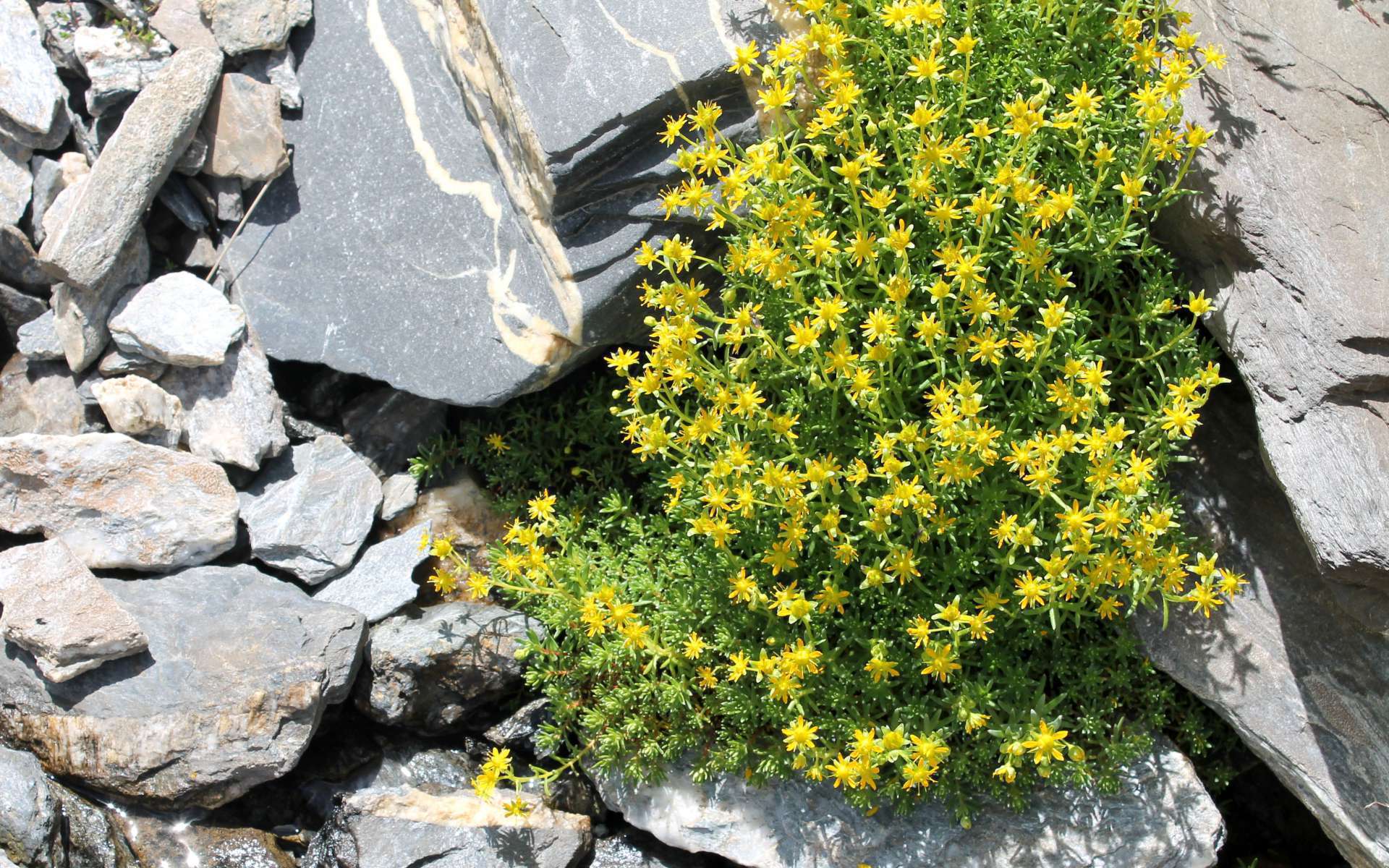 Saxifrage faux-orpin (Crédits : Léa Charbonnier) Saxifrage faux-orpin (Crédits : Léa Charbonnier)
