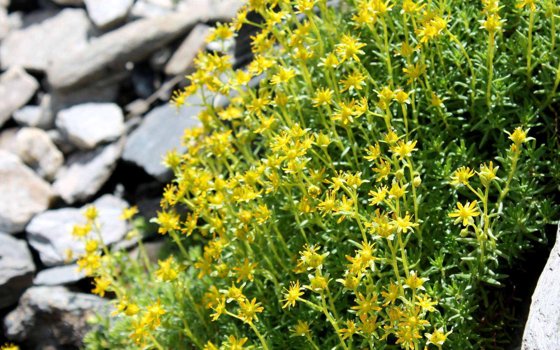Saxifrage faux-orpin (Crédits : Léa Charbonnier) Saxifrage faux-orpin (Crédits : Léa Charbonnier)