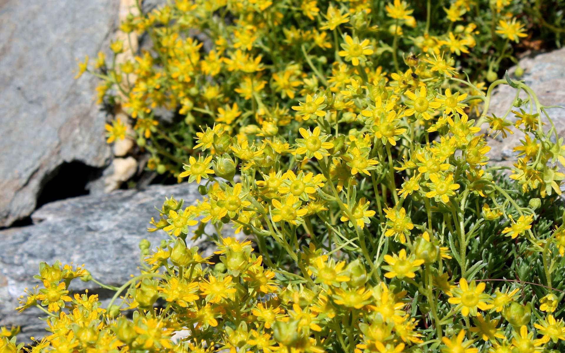 Saxifrage faux-orpin (Crédits : Léa Charbonnier) Saxifrage faux-orpin (Crédits : Léa Charbonnier)