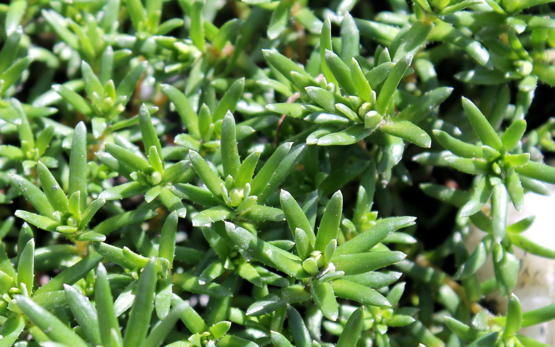 Saxifrage faux-orpin (Crédits : Léa Charbonnier) Saxifrage faux-orpin (Crédits : Léa Charbonnier)