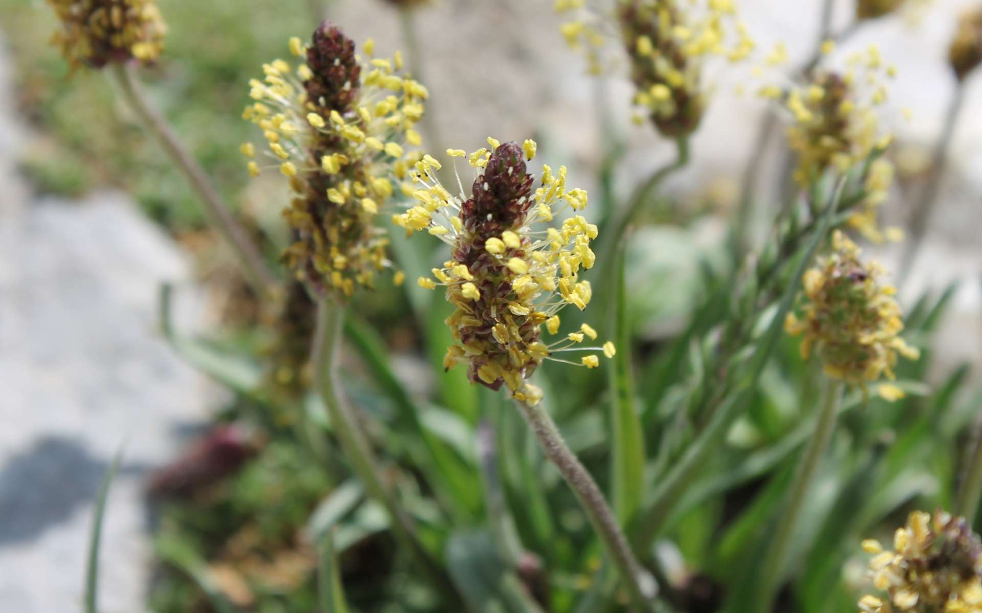 Plantain des Alpes - épi de fleurs (Crédits : Léa Charbonnier) Plantain des Alpes - épi de fleurs (Crédits : Léa Charbonnier)