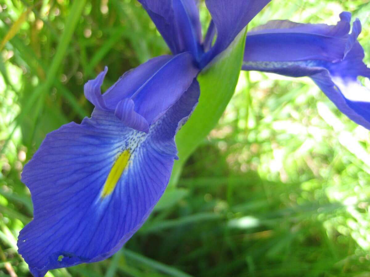Iris des Pyrénées (crédits: evelyne Liauzun) Iris des Pyrénées (crédits: evelyne Liauzun)