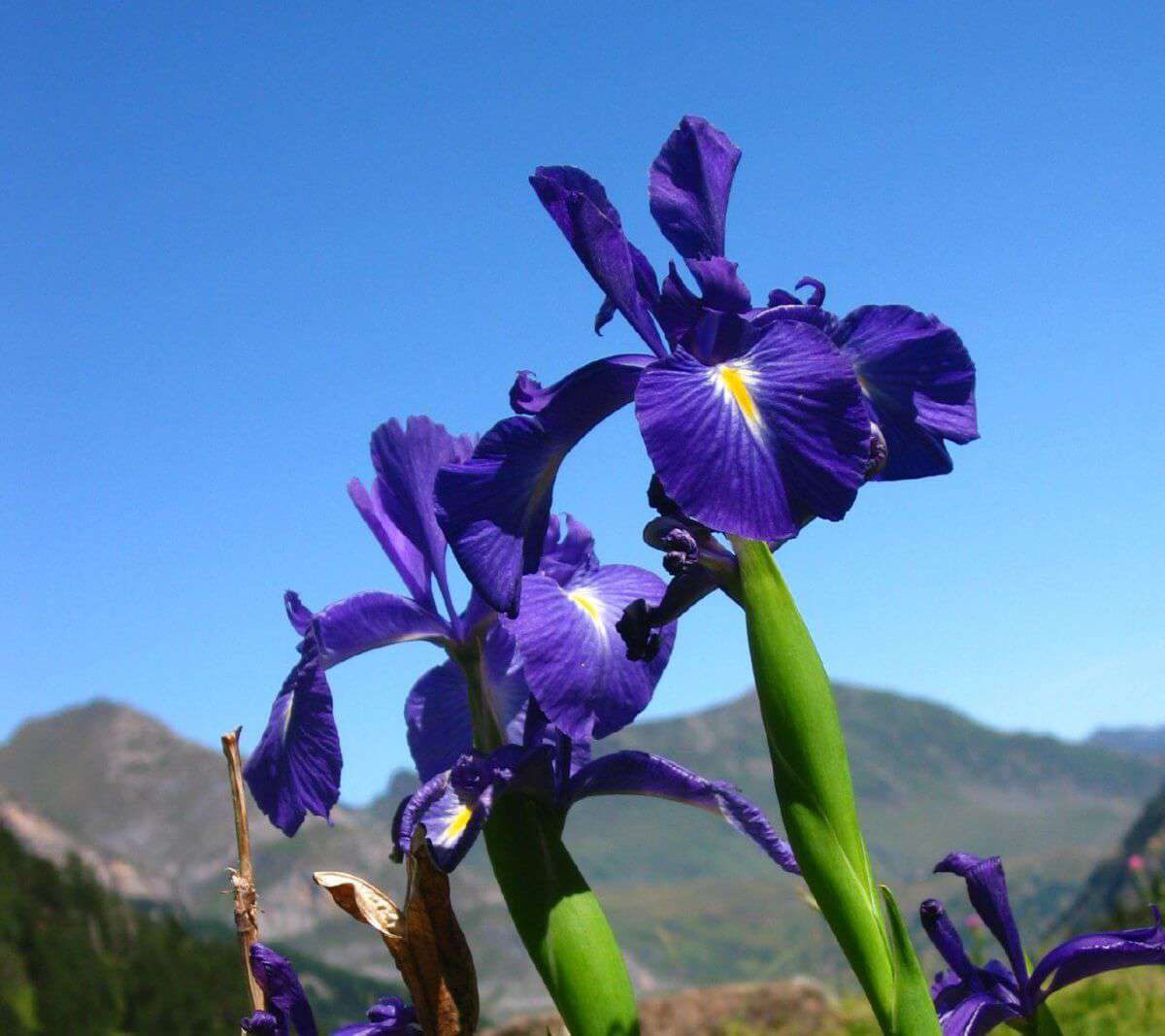 Iris des Pyrénées (crédits: Flickr_stéphane goldstein) Iris des Pyrénées (crédits: Flickr_stéphane goldstein)