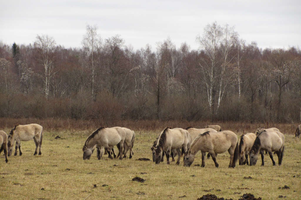 Konik polski Konik polski