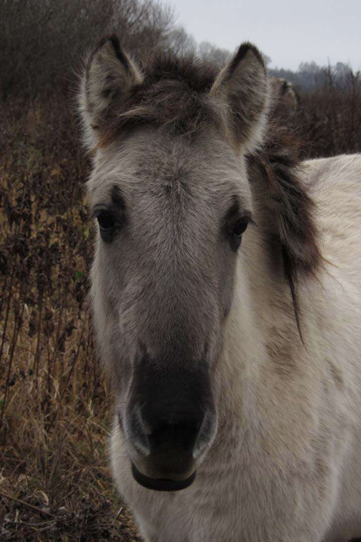 Konik polski Konik polski