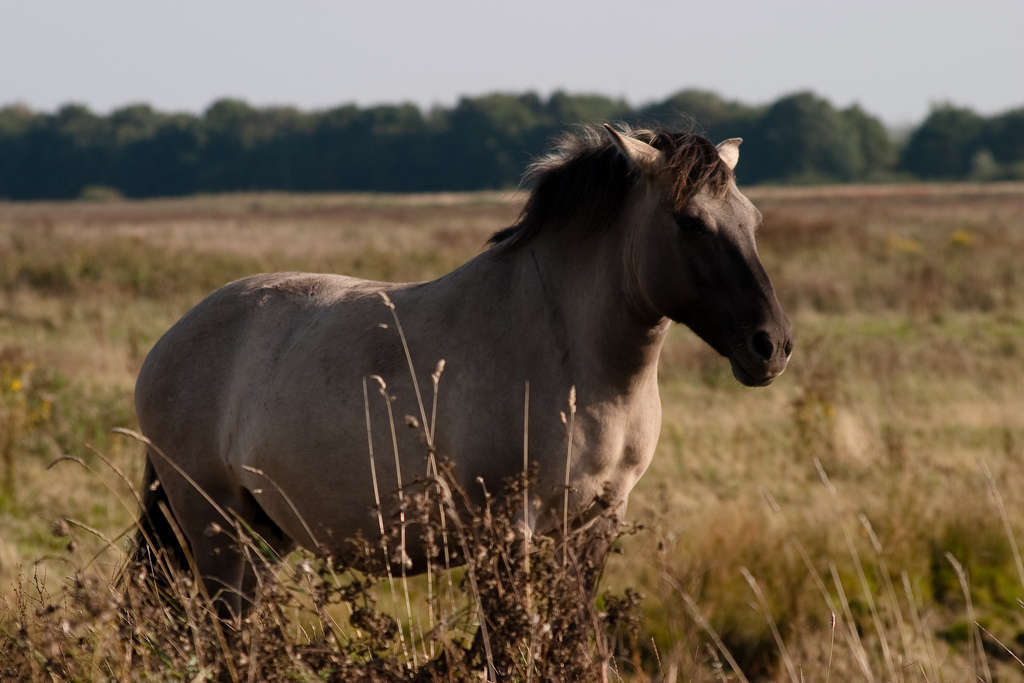 Konik polski Konik polski