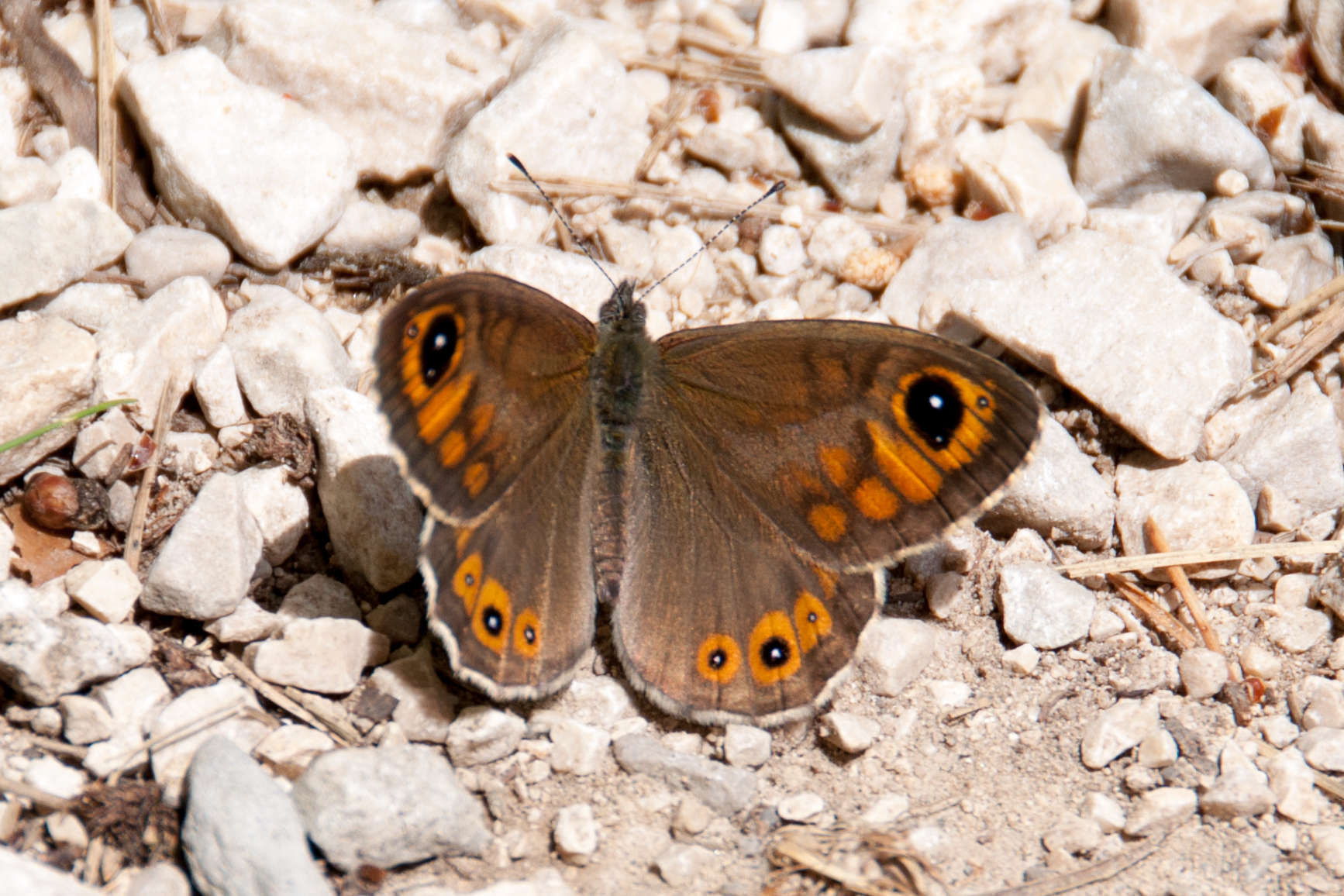 Lasiommata maera ♂ ©Paul Asman and Jill Lenoble - Flickr Lasiommata maera ♂ ©Paul Asman and Jill Lenoble - Flickr
