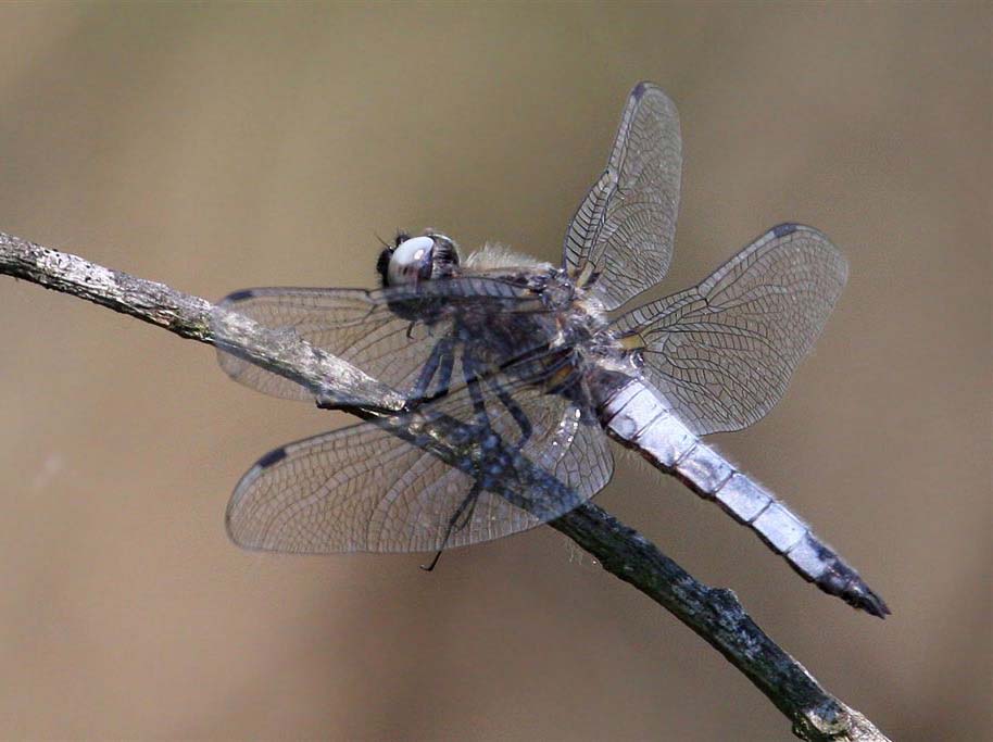 http://www.shnao.eu/IMG/jpg/libellula_fulva_male-dulaunoy.jpg