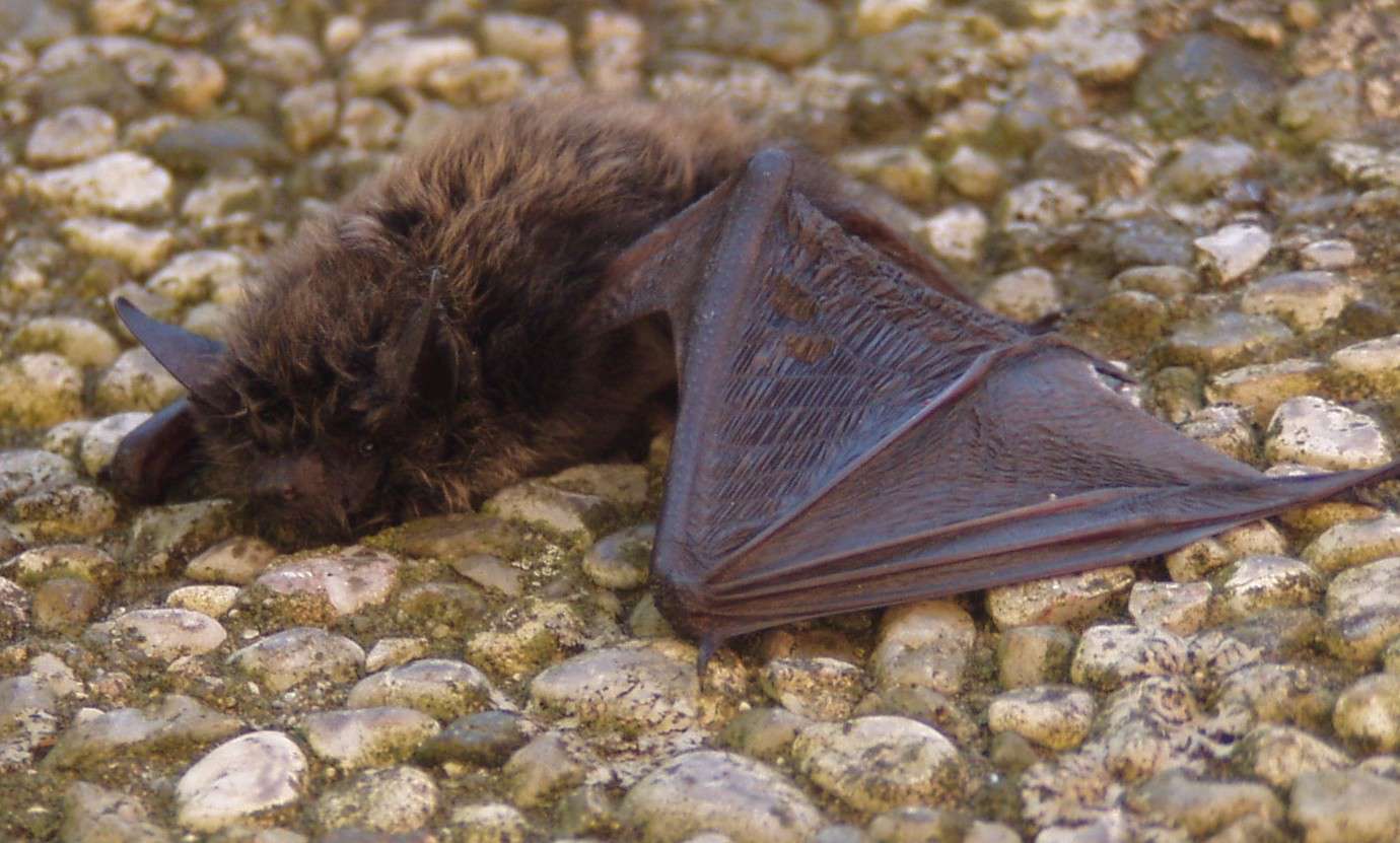 Myotis alcathoe Myotis alcathoe