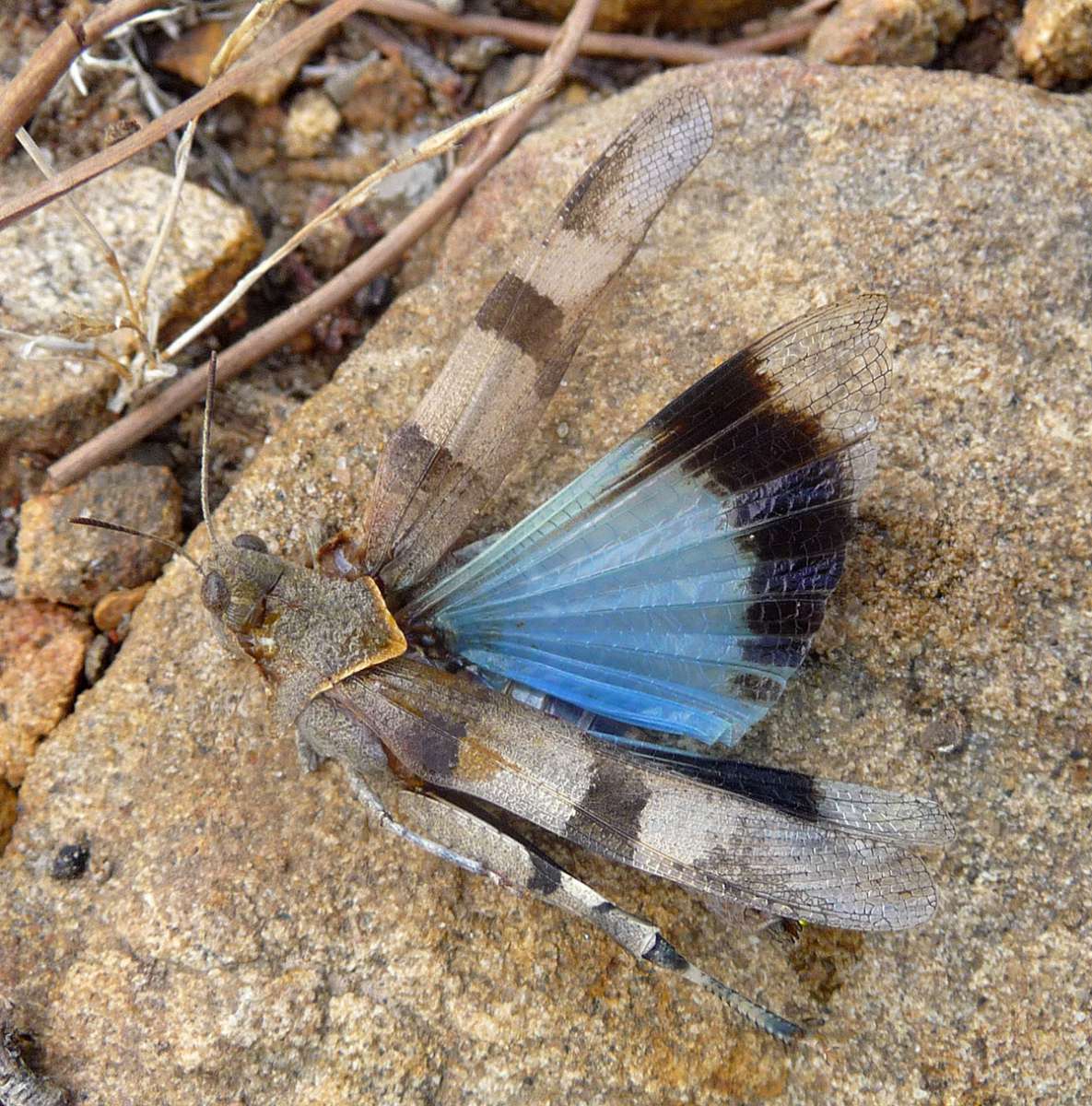Oedipode turquoise Oedipode turquoise