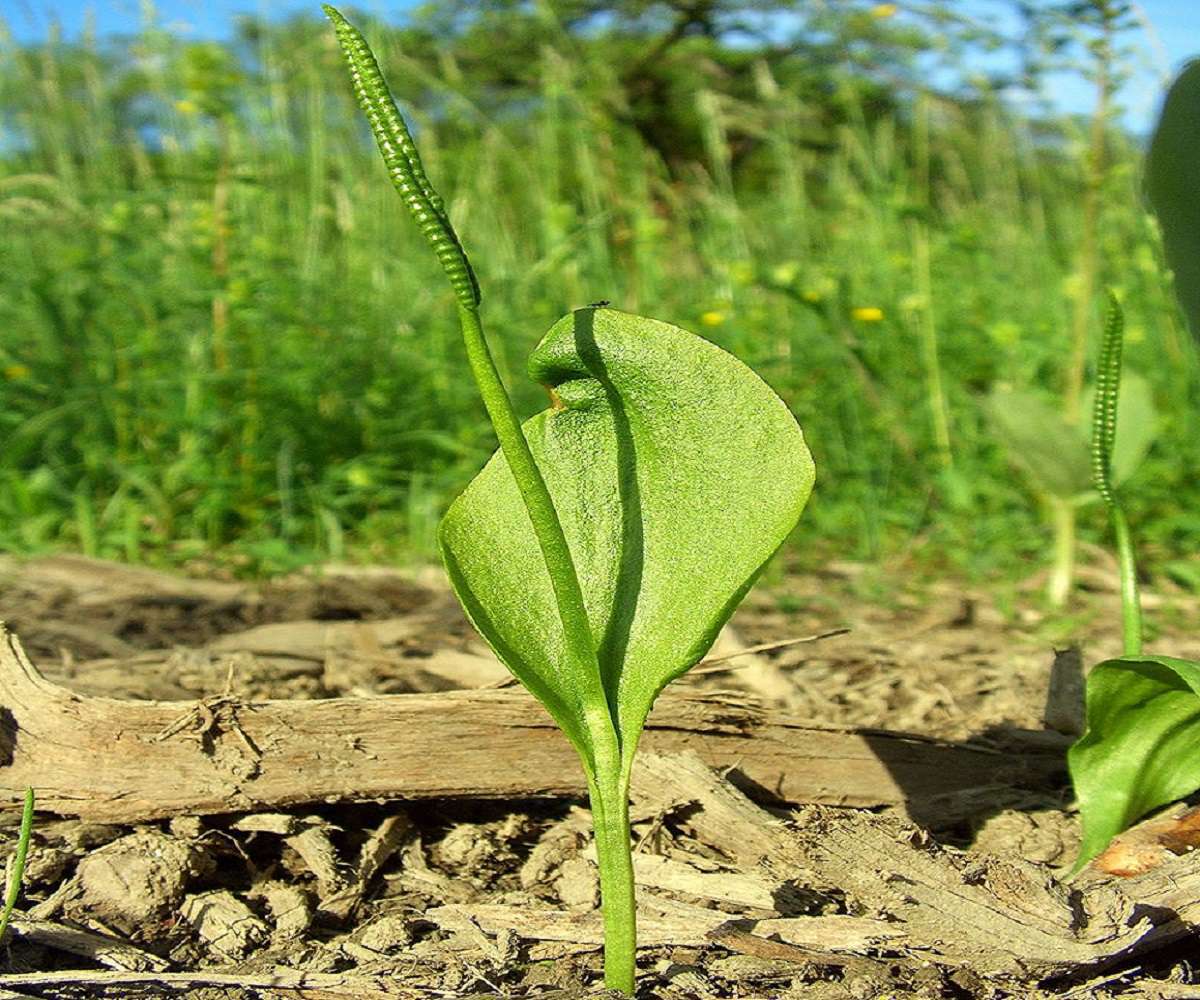 Ophioglossum vulgatum (© : Commons Wikimédia) Ophioglossum vulgatum (© : Commons Wikimédia)