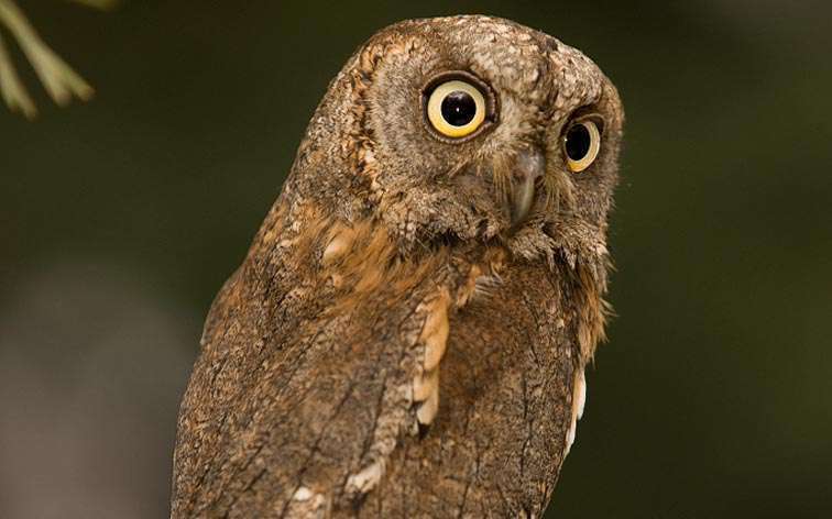 Petit-duc scops Petit-duc scops