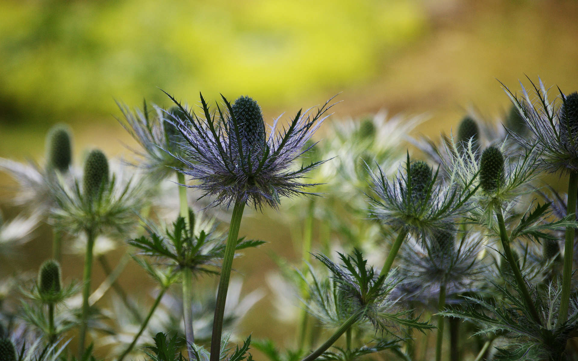 Panicaut bleu des Alpes (Crédits: Antonietta - Flickr) Panicaut bleu des Alpes (Crédits: Antonietta - Flickr)