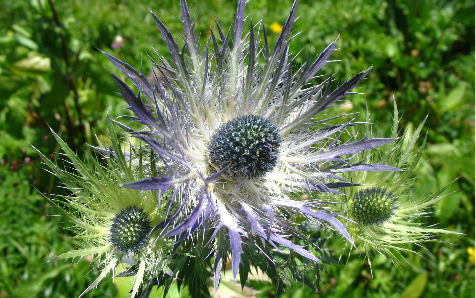 Panicaut bleu des Alpes (Crédits: thisisbossi - Flickr) Panicaut bleu des Alpes (Crédits: thisisbossi - Flickr)