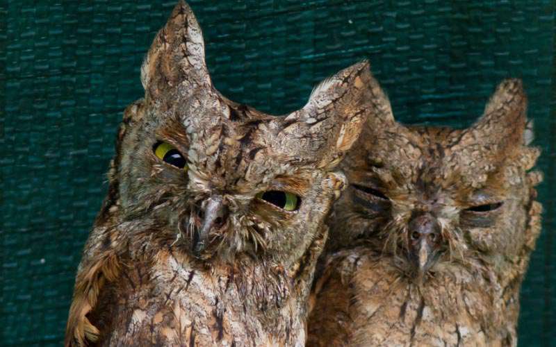Petit-duc scops Petit-duc scops