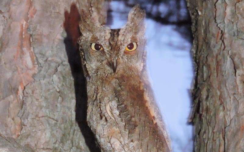 Petit-duc scops Petit-duc scops