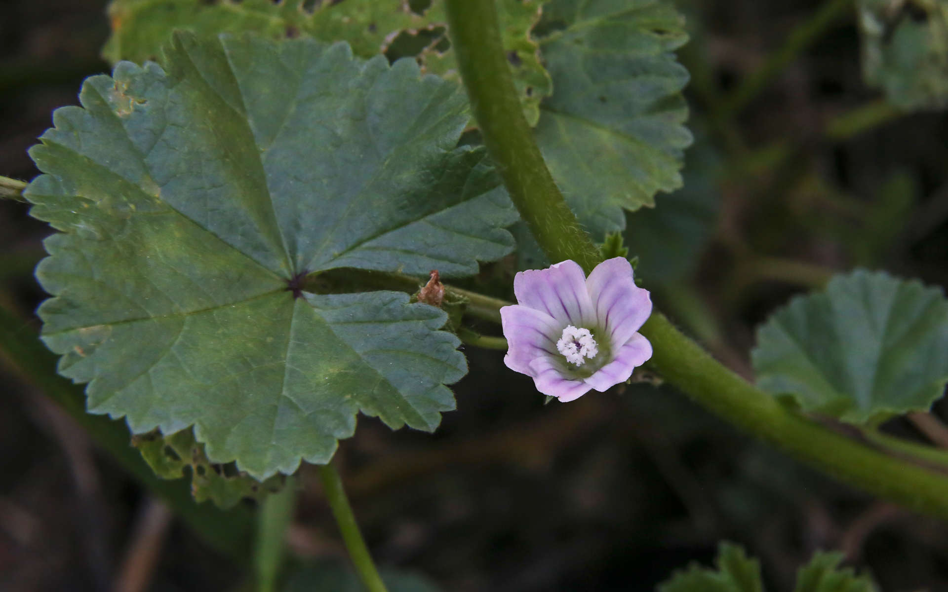 Petite mauve | Balade : Randonnée près de chez vous