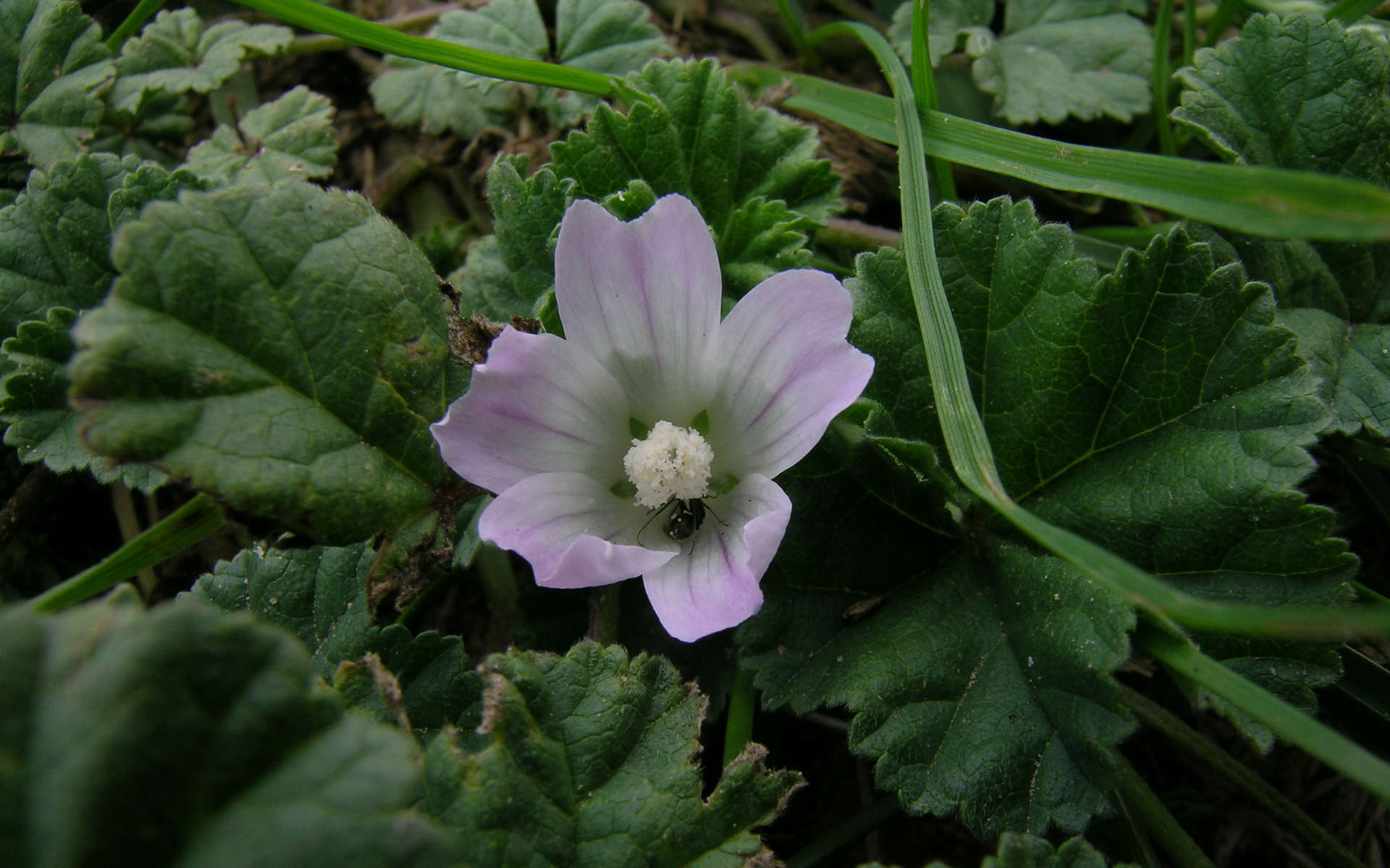 Petite mauve (Crédits: Harry Rose - Flickr) Petite mauve (Crédits: Harry Rose - Flickr)