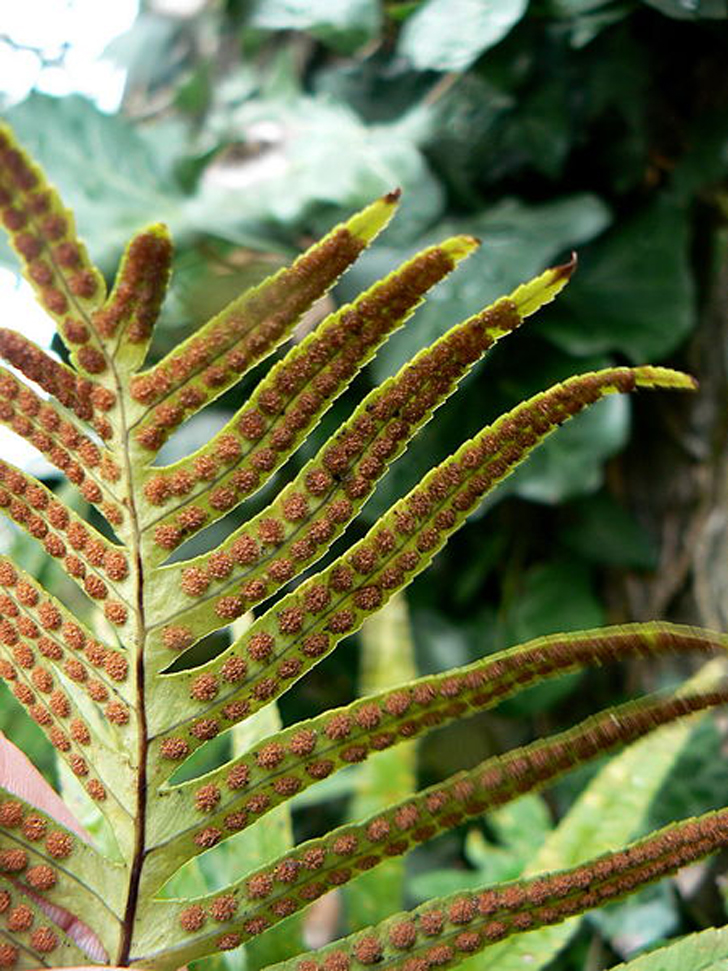 Polypode austral (crédits Johan N) Polypode austral (crédits Johan N)