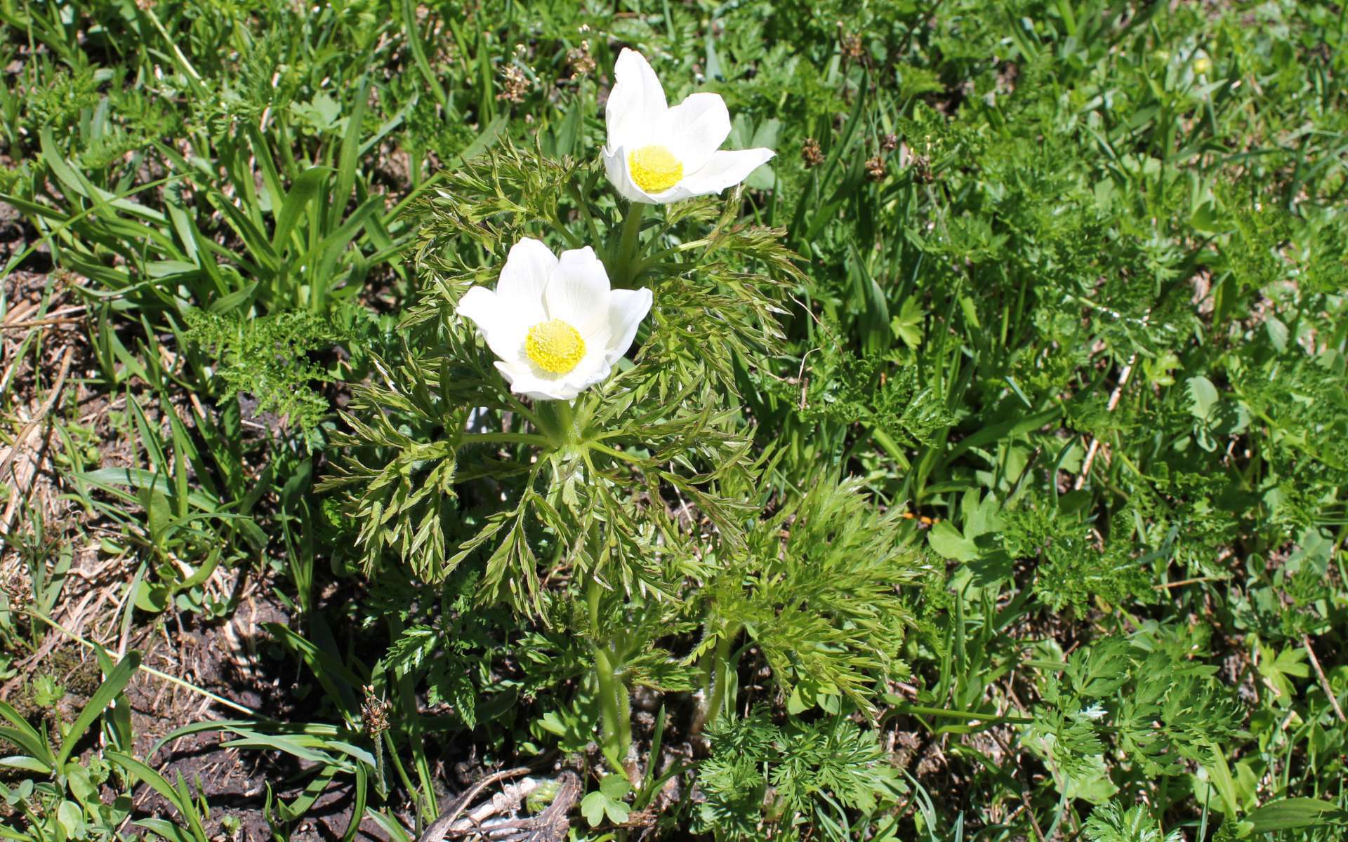 Anémone des Alpes - fleurs et feuilles (Crédits : Léa Charbonnier) Anémone des Alpes - fleurs et feuilles (Crédits : Léa Charbonnier)
