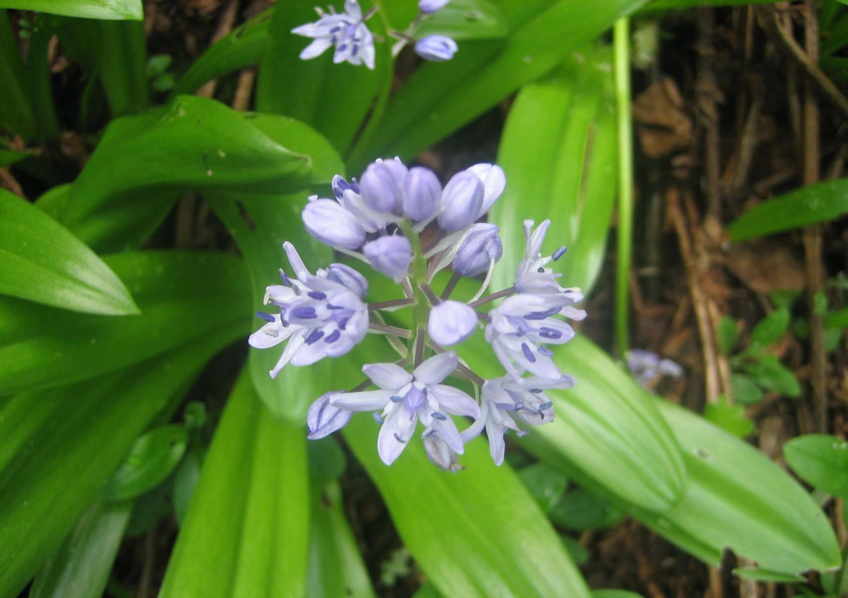 Scille lis-jacinthe (crédits: Evelyne Liauzun) Scille lis-jacinthe (crédits: Evelyne Liauzun)