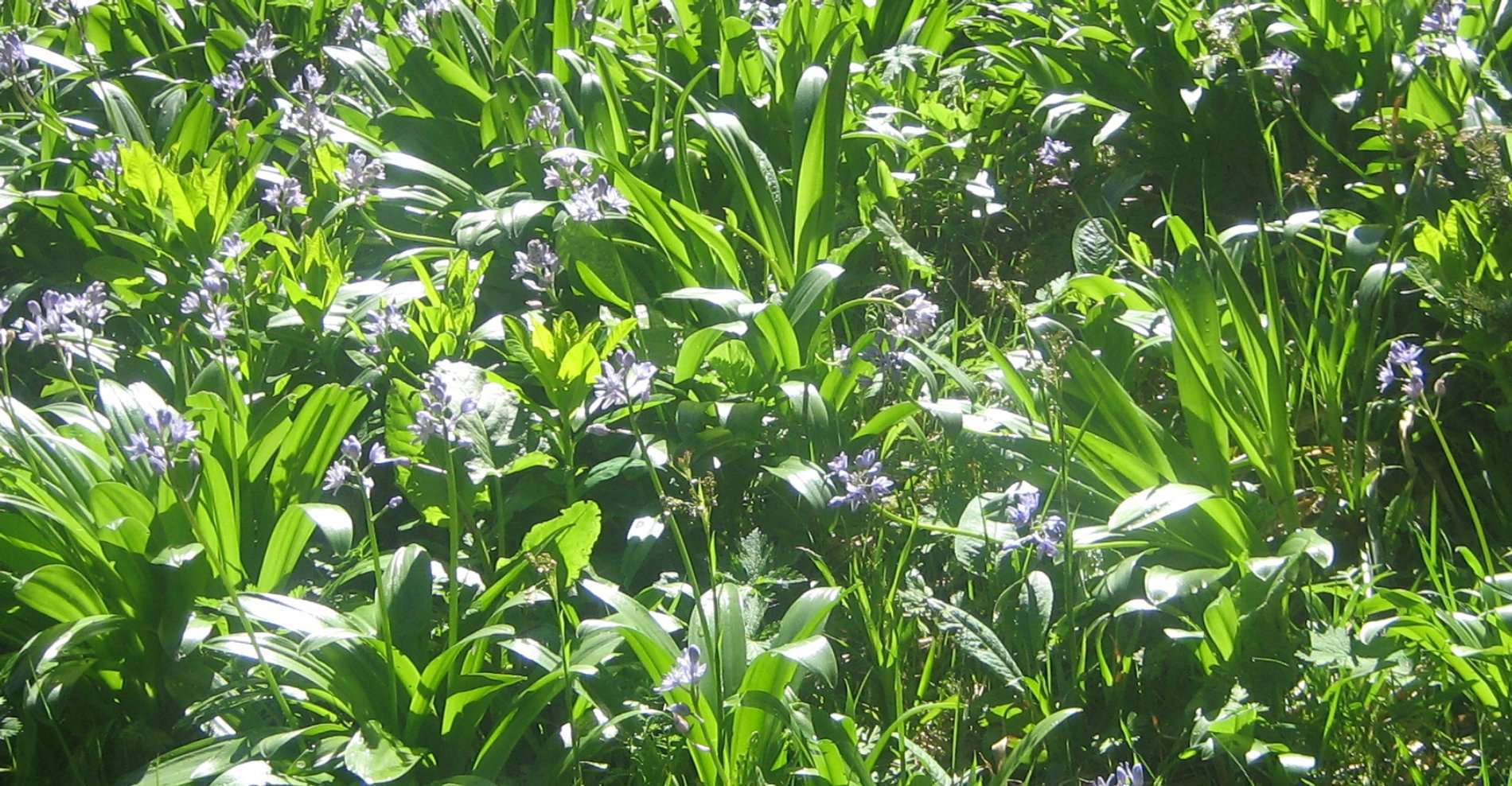 Scille lis-jacinthe (crédits: Evelyne Liauzun) Scille lis-jacinthe (crédits: Evelyne Liauzun)
