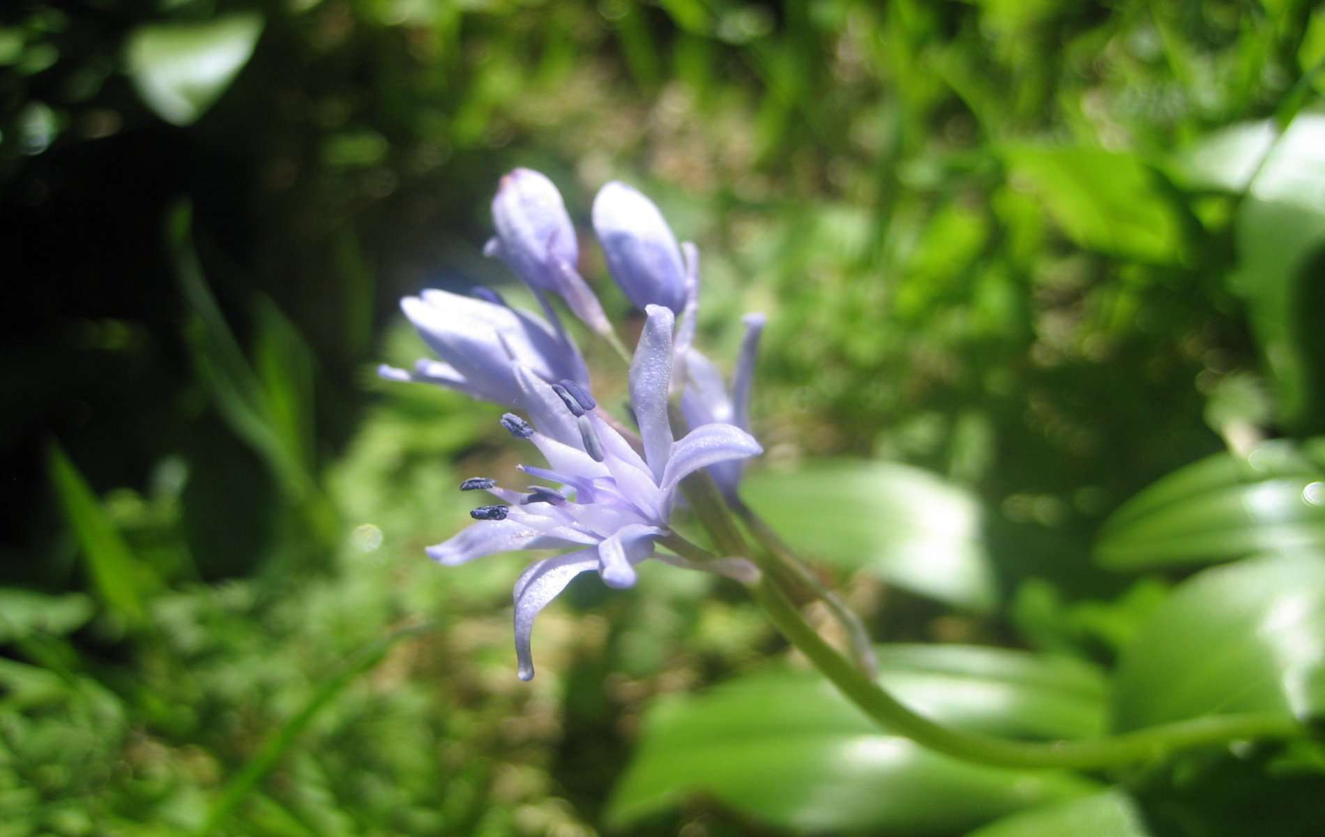 Scille lis-jacinthe (crédits: Evelyne Liauzun) Scille lis-jacinthe (crédits: Evelyne Liauzun)