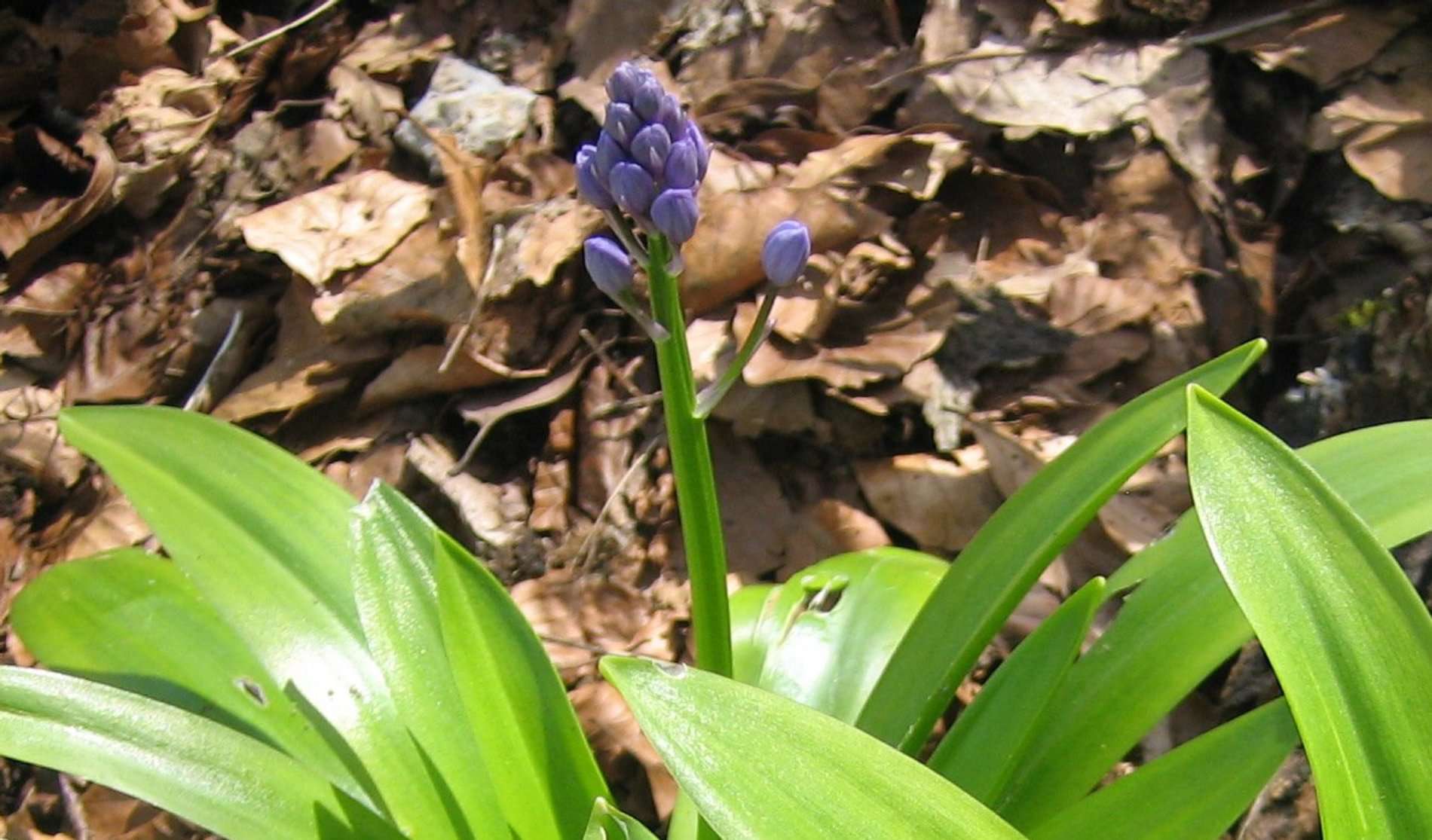 Scille lis-jacinthe (crédits: Evelyne Liauzun) Scille lis-jacinthe (crédits: Evelyne Liauzun)