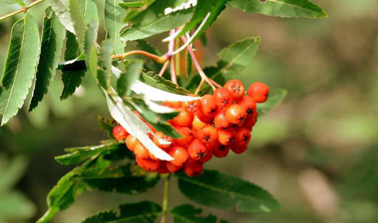 Fruit de sorbier des oiseaux. Fruit de sorbier des oiseaux.