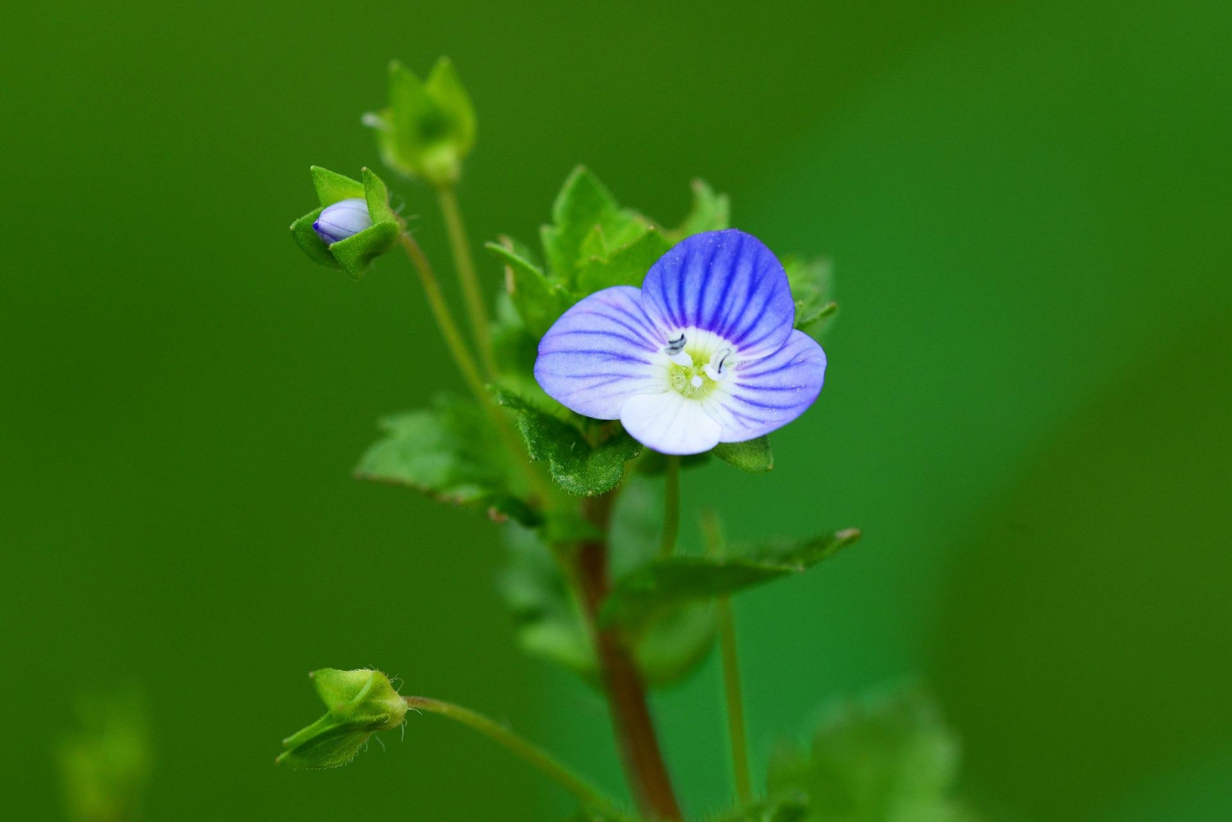 Véronique des champs - Veronica arvensis Véronique des champs - Veronica arvensis