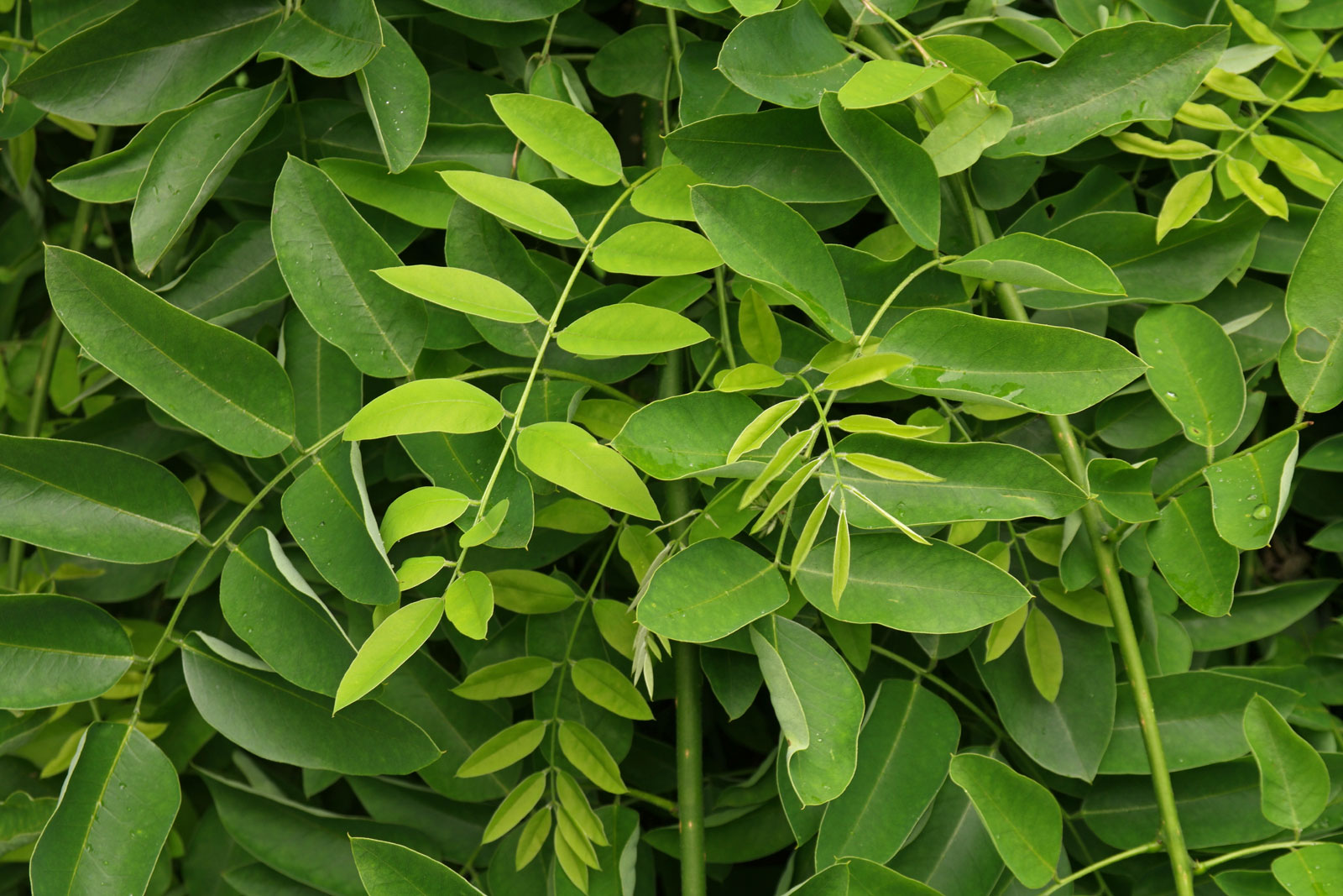 https://img.plantsam.com/wp-content/uploads/2016/06/Styphnolobium-japonicum-Pendula-2.jpg