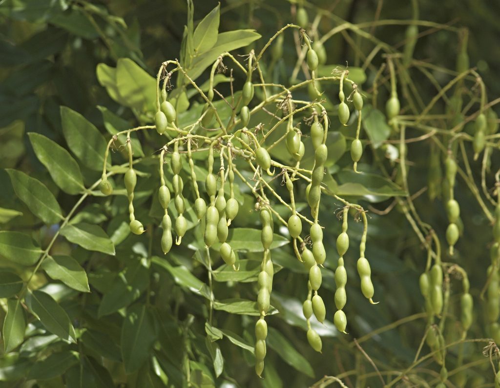 https://nyc.books.plantsofsuburbia.com/wp-content/uploads/2015/01/Styphnolobium-japonicum.fruit_.commons.wikimedia.org_-1024x795.jpg