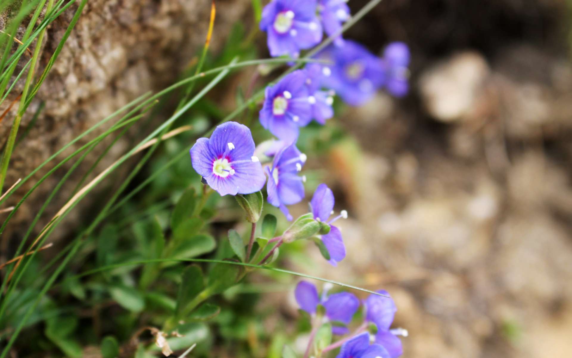 Véronique buissonnante - fleurs (Crédits : Léa Charbonnier) Véronique buissonnante - fleurs (Crédits : Léa Charbonnier)
