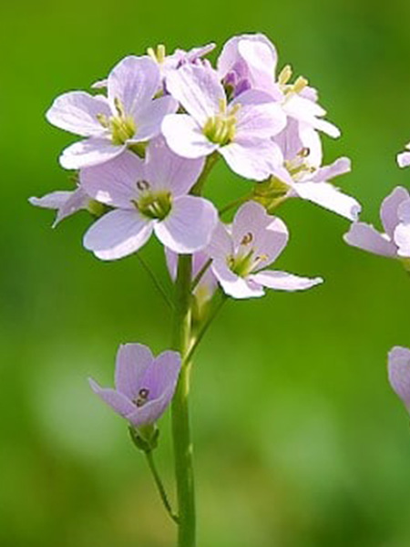 Cardamine des près (Crédits : CTSPM)