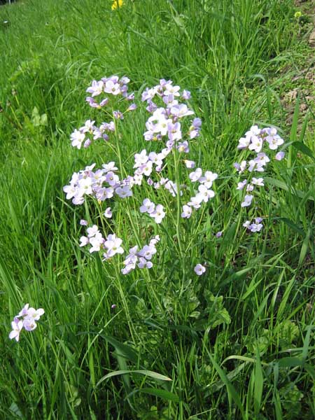 Cardamine des près (Crédits : CTSPM)
