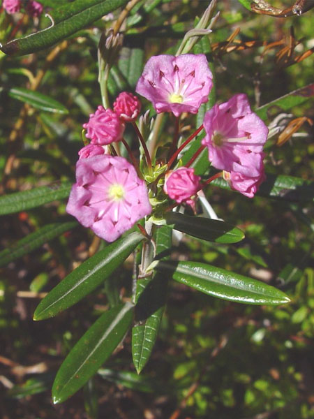 Kalmia à feuilles d'Andromède (Crédits : CTSPM)