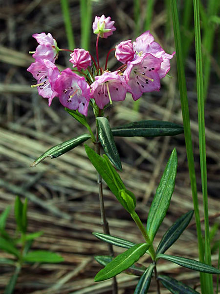 Kalmia à feuilles d'Andromède (Crédits : CTSPM)