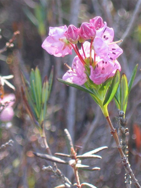 Kalmia à feuilles d'Andromède (Crédits : CTSPM)