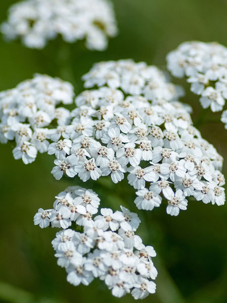 Achilée Millefeuille (crédit: SPM)