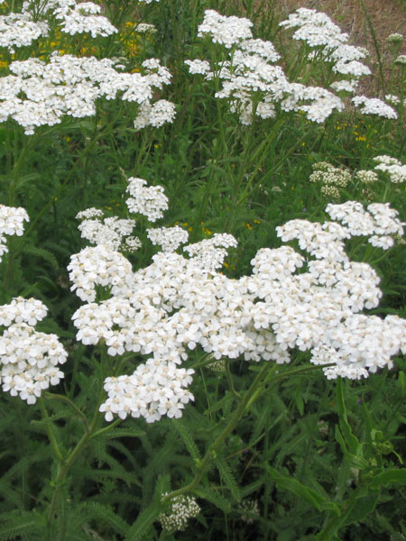 Achilée Millefeuille (crédit: SPM)