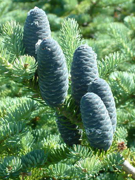 Sapin baumier cône femelle (Crédits : CTSPM)