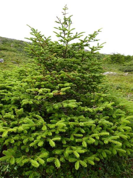 Sapin baumier_MNESPM