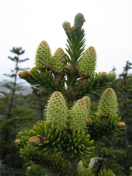 Sapin baumier_MNESPM
