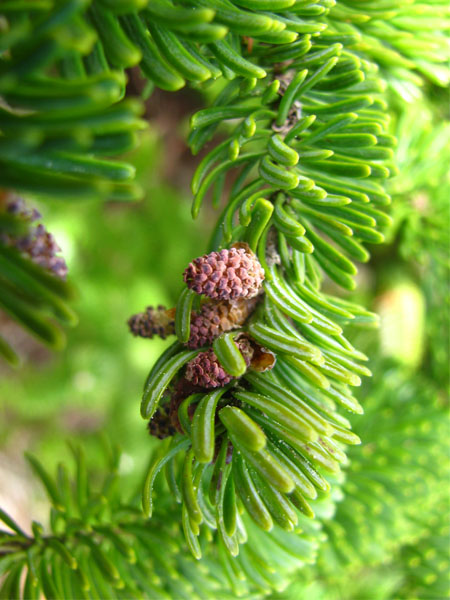 Sapin baumier fleurs mâles (Crédits : CTSPM)