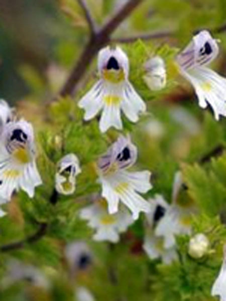 euphraise des bois euphrasia nemorosa crédit: CTSPM