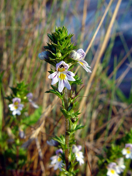 euphraise des bois euphrasia nemorosa crédit: CTSPM