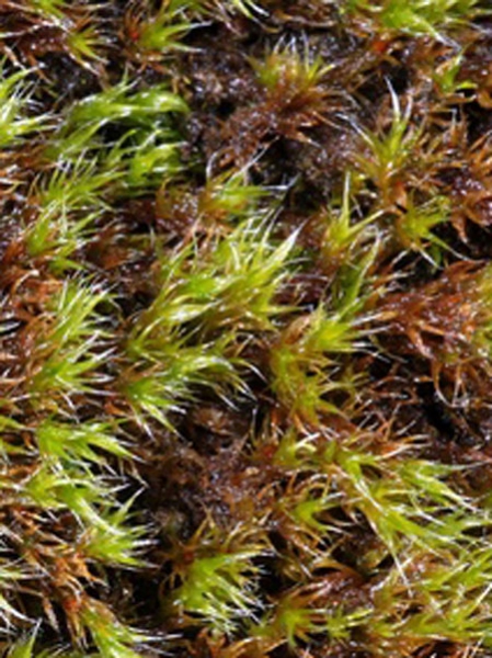 mousse racomitrium lanuginosum crédit: CTSPM