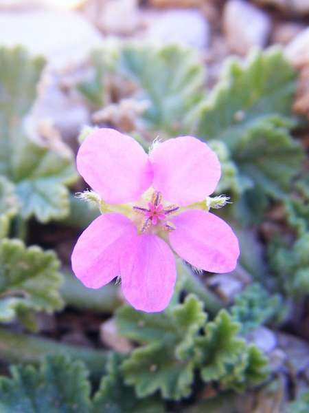 Erodium de Chios (Crédits : Julien Bonnaud - Natural Solutions)